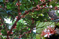 Humboldtia decurrens